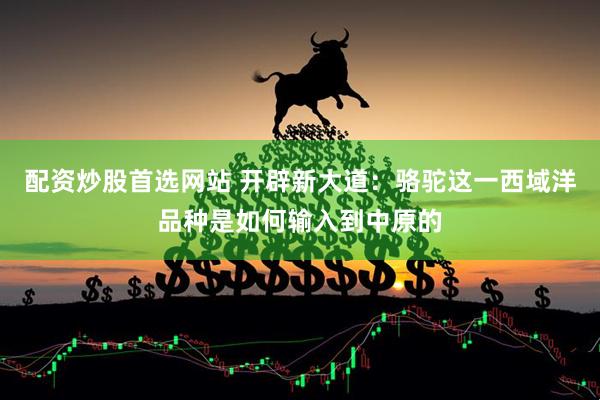 配资炒股首选网站 开辟新大道：骆驼这一西域洋品种是如何输入到中原的
